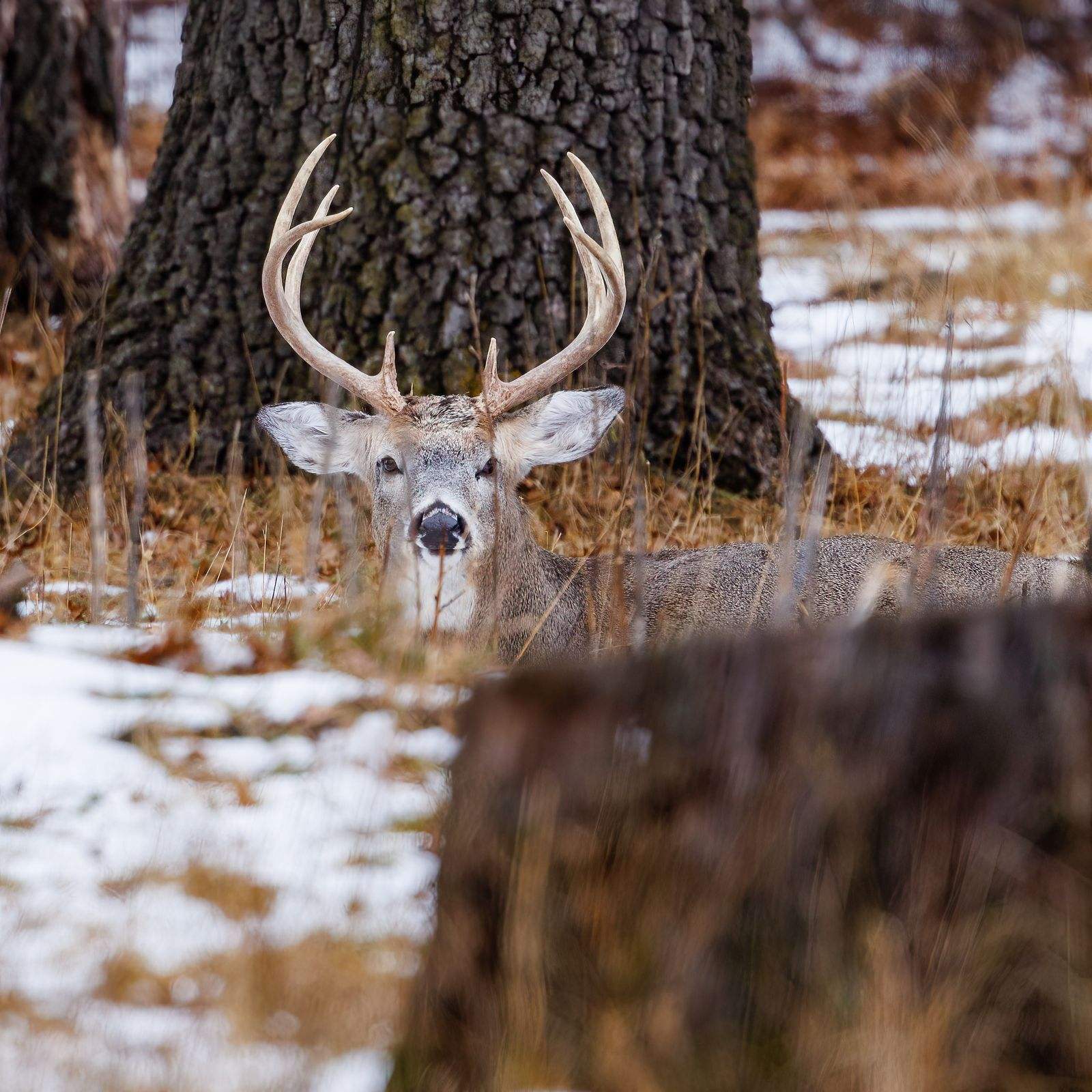 Trophy whitetail buck bedded in snowy woods