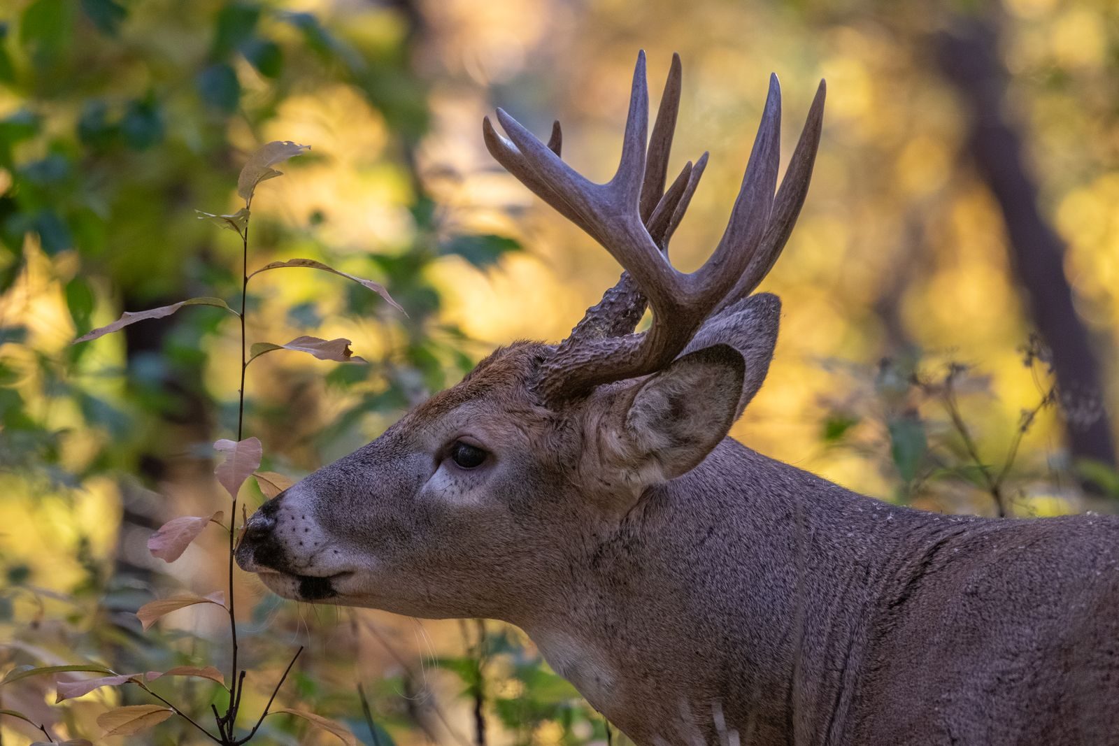 Whitetail buck with a tall rack in autumn woods