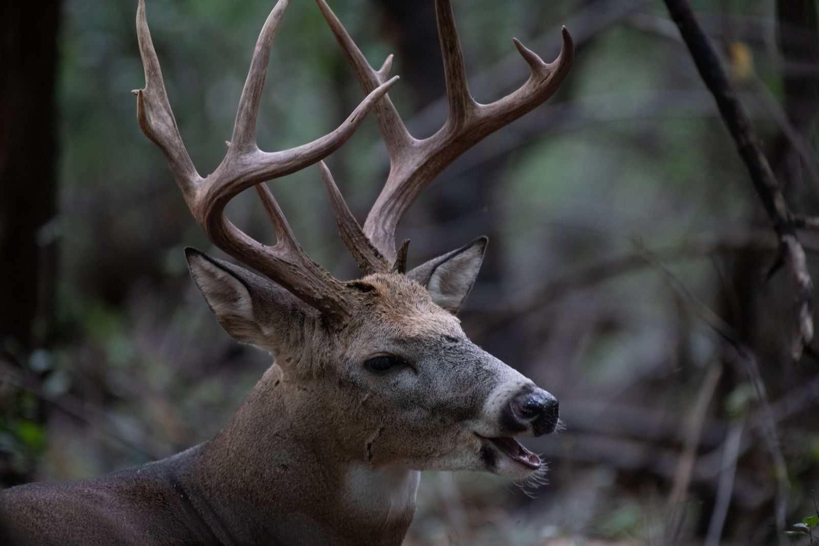 Mature whitetail buck with a tall, heavy rack