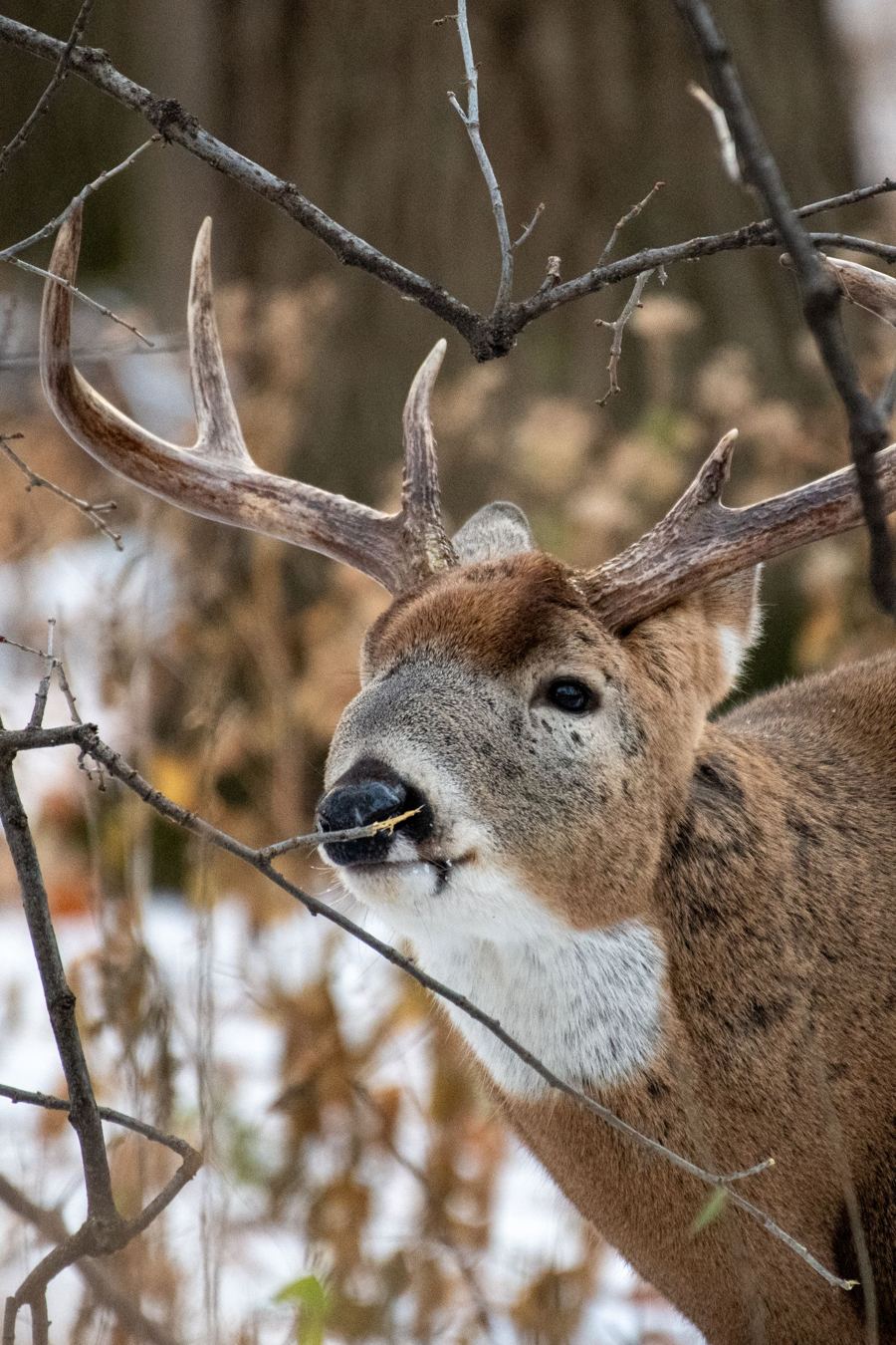 Mature whitetail buck with a wide rack in winter woods